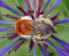Bombus humilis quasimuscorum